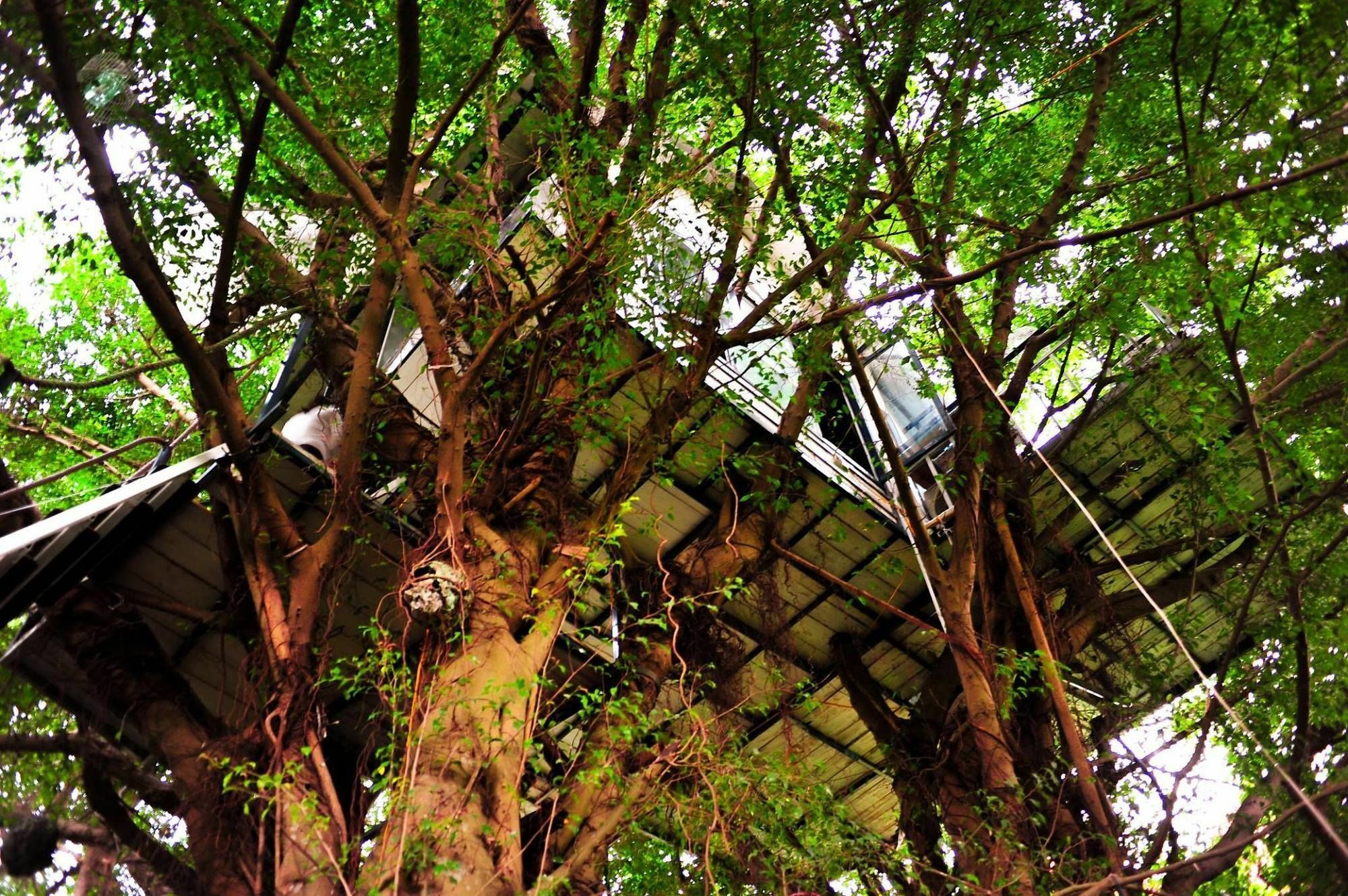 Dao Anh Khanh Tree House 河内 外观 照片